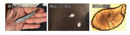 温暖化によるアユ生態の南方化 ~ 海水温の上昇utf-8 温暖化によるアユ生態の南方化 ~ 海水温の上昇utf-8