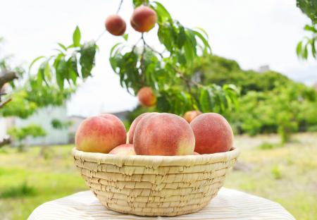 川西が誇る初夏の味「早生桃」今年も食べごろに / 兵 川西が誇る初夏の味「早生桃」今年も食べごろに / 兵