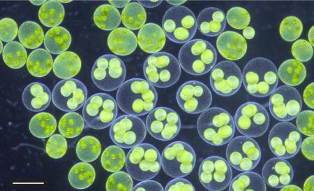 【大阪工業大学】緑藻「サガミボルボックス」新種とし 【大阪工業大学】緑藻「サガミボルボックス」新種とし