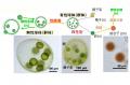 【大阪工業大学】緑藻「サガミボルボックス」新種とし 【大阪工業大学】緑藻「サガミボルボックス」新種とし