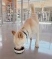 【健康いぬ生活】保護犬の“ストレスによる食欲不振”を 【健康いぬ生活】保護犬の“ストレスによる食欲不振”を