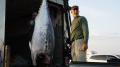 一本の銛(ハープーン)で巨大クロマグロを狙う漁師た 一本の銛(ハープーン)で巨大クロマグロを狙う漁師た