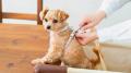大阪発! 食卓に“肉球”が出現!?愛犬・愛猫と同じ目 大阪発! 食卓に“肉球”が出現!?愛犬・愛猫と同じ目