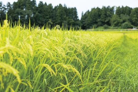 田植え前の定期購入予約制度「予約登録米」2026年産登 田植え前の定期購入予約制度「予約登録米」2026年産登