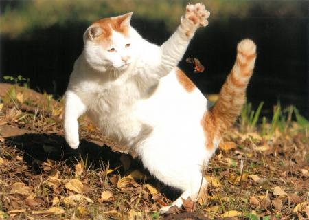 大佛次郎×ねこ写真展2027 作品募集!! 大佛次郎×ねこ写真展2027 作品募集!!