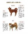 日本にわずか300頭、絶滅危機の幻の日本犬「美濃柴犬 日本にわずか300頭、絶滅危機の幻の日本犬「美濃柴犬