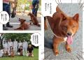 日本にわずか300頭、絶滅危機の幻の日本犬「美濃柴犬 日本にわずか300頭、絶滅危機の幻の日本犬「美濃柴犬