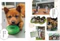 日本にわずか300頭、絶滅危機の幻の日本犬「美濃柴犬 日本にわずか300頭、絶滅危機の幻の日本犬「美濃柴犬