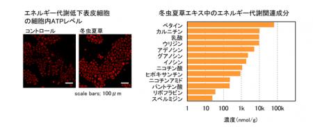冬虫夏草エキスが代謝低下した表皮細胞の機能を改善 冬虫夏草エキスが代謝低下した表皮細胞の機能を改善