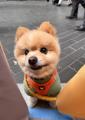 【イベントレポート】Barky Lifeが二子玉川の「ふたこ 【イベントレポート】Barky Lifeが二子玉川の「ふたこ