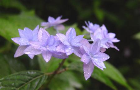 六甲高山植物園 シーボルトが紹介した幻のアジサutf-8 六甲高山植物園 シーボルトが紹介した幻のアジサutf-8