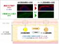エネルギーを燃やす「ベージュ脂肪細胞」が肌のバリア エネルギーを燃やす「ベージュ脂肪細胞」が肌のバリア