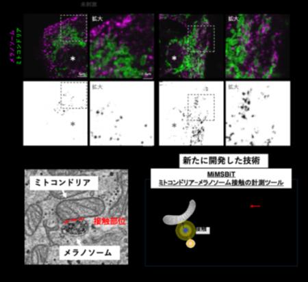 【学習院大学・岡山理科大学・東京都健康長寿医utf-8 【学習院大学・岡山理科大学・東京都健康長寿医utf-8