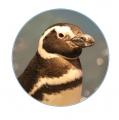 【すみだ水族館】ペンギンたちと見上げる、金魚utf-8 【すみだ水族館】ペンギンたちと見上げる、金魚utf-8