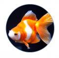 【すみだ水族館】ペンギンたちと見上げる、金魚utf-8 【すみだ水族館】ペンギンたちと見上げる、金魚utf-8