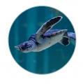 【すみだ水族館】ペンギンたちと見上げる、金魚utf-8 【すみだ水族館】ペンギンたちと見上げる、金魚utf-8