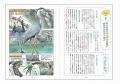 都会で暮らす野鳥たちの秘密に迫る『鳥たちはなぜ都会 都会で暮らす野鳥たちの秘密に迫る『鳥たちはなぜ都会
