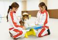 【学校法人立志舎】災害救助犬世界チャンピオン 中野 【学校法人立志舎】災害救助犬世界チャンピオン 中野