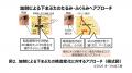 加齢で目立つ“目袋”に繋がる「下まぶたの構造変化」を 加齢で目立つ“目袋”に繋がる「下まぶたの構造変化」を