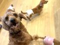 ついに愛知へ!全国で話題の保護犬猫&就労支援カフェ ついに愛知へ!全国で話題の保護犬猫&就労支援カフェ