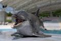 【沖縄美ら海水族館】オキちゃんの物語を次世代へ沖縄 【沖縄美ら海水族館】オキちゃんの物語を次世代へ沖縄