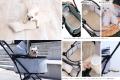シリーズ累計販売15,000点突破 ペットの猛暑対utf-8 シリーズ累計販売15,000点突破 ペットの猛暑対utf-8