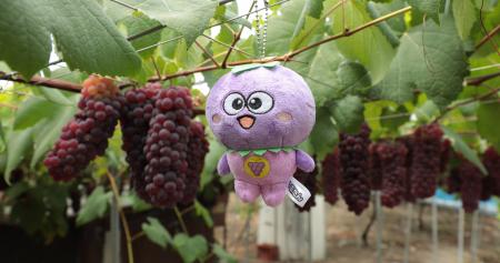 大阪府羽曳野市のご当地キャラクターつぶたん初のぬい 大阪府羽曳野市のご当地キャラクターつぶたん初のぬい
