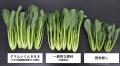 【埼玉県】下水汚泥燃焼灰肥料を原料に使用した循環型 【埼玉県】下水汚泥燃焼灰肥料を原料に使用した循環型