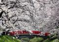 【埼玉県深谷市】満開の桜をもう一度!~渋沢栄一のふ 【埼玉県深谷市】満開の桜をもう一度!~渋沢栄一のふ