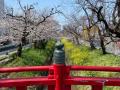 【埼玉県深谷市】満開の桜をもう一度!~渋沢栄一のふ 【埼玉県深谷市】満開の桜をもう一度!~渋沢栄一のふ