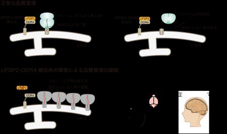 神経細胞を守る新たな品質管理機構を発見 神経細胞を守る新たな品質管理機構を発見