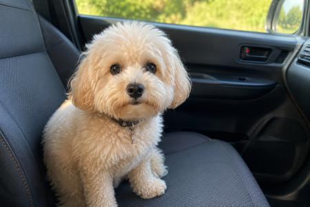 愛犬をスマホで見守れるキャンピングカーシステム「AI 愛犬をスマホで見守れるキャンピングカーシステム「AI