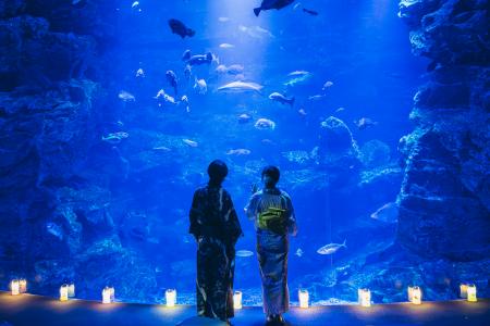 【京都水族館】大人も子どももわくわくが止まらutf-8 【京都水族館】大人も子どももわくわくが止まらutf-8