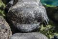【京都水族館】大人も子どももわくわくが止まらutf-8 【京都水族館】大人も子どももわくわくが止まらutf-8