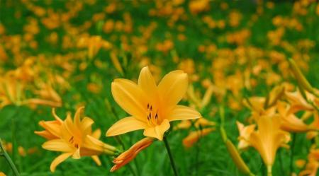 六甲高山植物園 一面に広がる黄色の花畑約2,000utf-8 六甲高山植物園 一面に広がる黄色の花畑約2,000utf-8