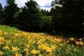 六甲高山植物園 一面に広がる黄色の花畑約2,000utf-8 六甲高山植物園 一面に広がる黄色の花畑約2,000utf-8