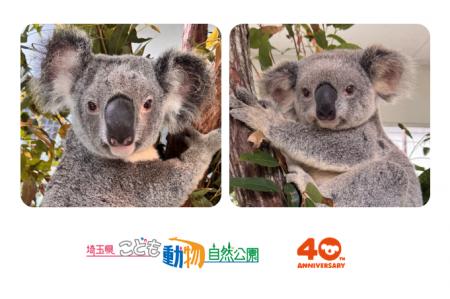 【埼玉県】コアラ来園40周年記念 こども動物自然公園 【埼玉県】コアラ来園40周年記念 こども動物自然公園