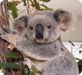 【埼玉県】コアラ来園40周年記念 こども動物自然公園 【埼玉県】コアラ来園40周年記念 こども動物自然公園