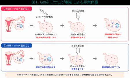 若年女性がん患者の卵巣機能を守るために~卵巣utf-8 若年女性がん患者の卵巣機能を守るために~卵巣utf-8