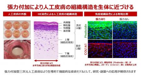 世界初の張力付加型三次元人工皮膚モデルの販売開始 世界初の張力付加型三次元人工皮膚モデルの販売開始