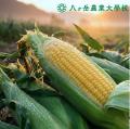 メロンのように甘い「生トウモロコシ収穫体験」8/1開 メロンのように甘い「生トウモロコシ収穫体験」8/1開