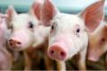 飼料粉砕機スキオルドの取り扱いを開始 ミルストーン 飼料粉砕機スキオルドの取り扱いを開始 ミルストーン