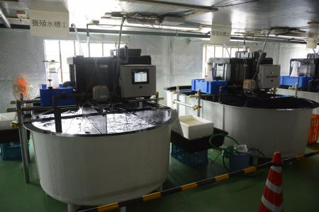 “瓦工場跡地がエビ養殖場に”今治市菊間町の新たutf-8 “瓦工場跡地がエビ養殖場に”今治市菊間町の新たutf-8