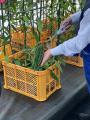 九州産天然バニラの生産および事業化に向けた実utf-8 九州産天然バニラの生産および事業化に向けた実utf-8