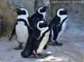 ペンギンたちと伝える、「見守る」やさしさ。第76回 ペンギンたちと伝える、「見守る」やさしさ。第76回