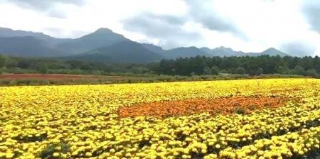 10haの花畑「YATZ GARDEN (ヤッツガーデン)」のマリ 10haの花畑「YATZ GARDEN (ヤッツガーデン)」のマリ