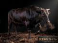WAGYU JAPAN、FUNDINNOで2,800万円を調達し目標280%達 WAGYU JAPAN、FUNDINNOで2,800万円を調達し目標280%達