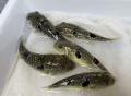 OUGグループ、大阪湾のトラフグ稚魚放流事業に参加 OUGグループ、大阪湾のトラフグ稚魚放流事業に参加