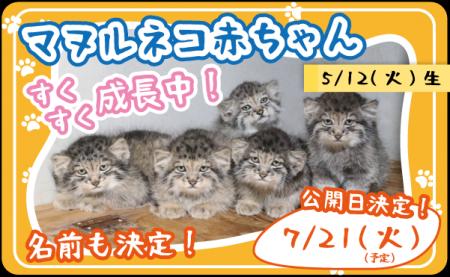 神戸どうぶつ王国 マヌルネコの赤ちゃんを7/21から親 神戸どうぶつ王国 マヌルネコの赤ちゃんを7/21から親