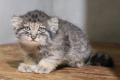 神戸どうぶつ王国 マヌルネコの赤ちゃんを7/21から親 神戸どうぶつ王国 マヌルネコの赤ちゃんを7/21から親
